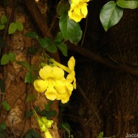 Dolichandra unguis-cati (L.) L.G.Lohmann